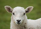 В Польше овец наймут ухаживать за газонами